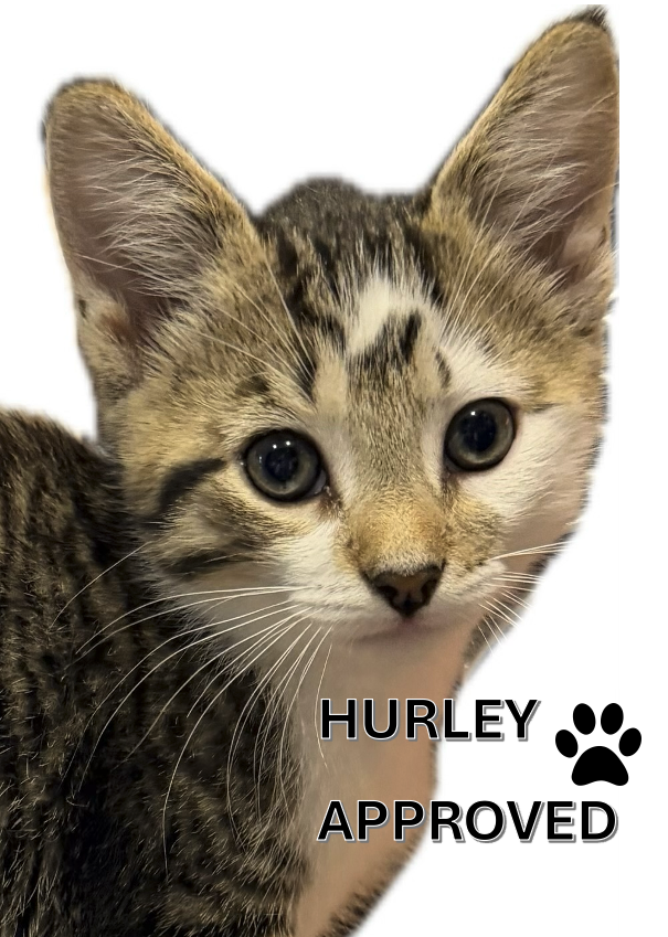 Hurley the Real Estate Kitty